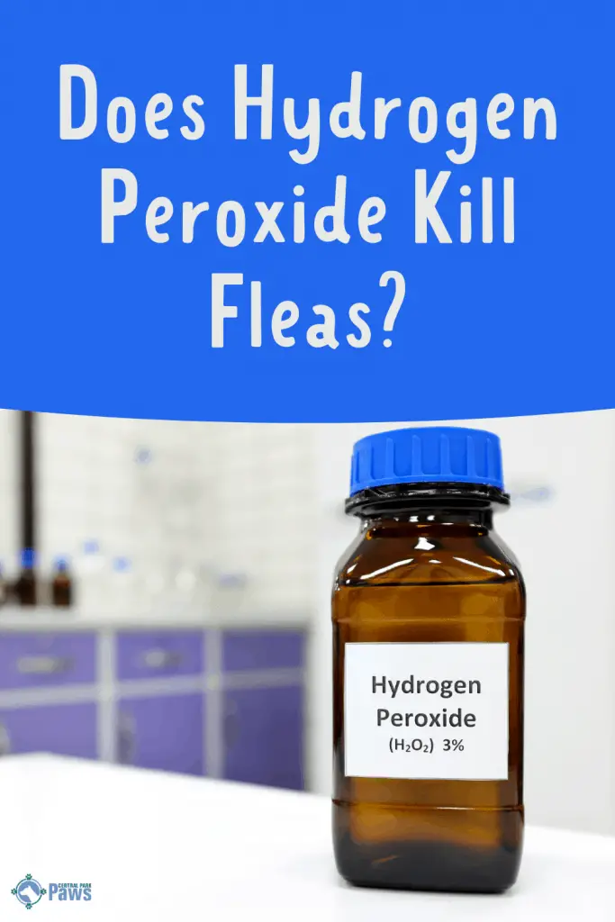 Does Peroxide Kill Fleas? Safe Flea Control Tips For Your Dog