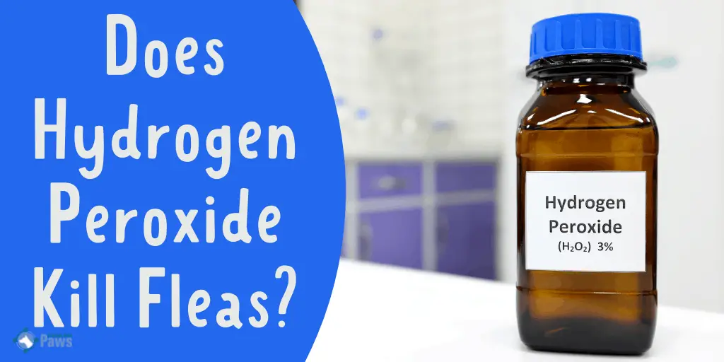 Can A Dog Die From Hydrogen Peroxide