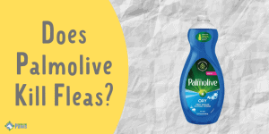 Does Palmolive Kill Fleas and Flea Eggs