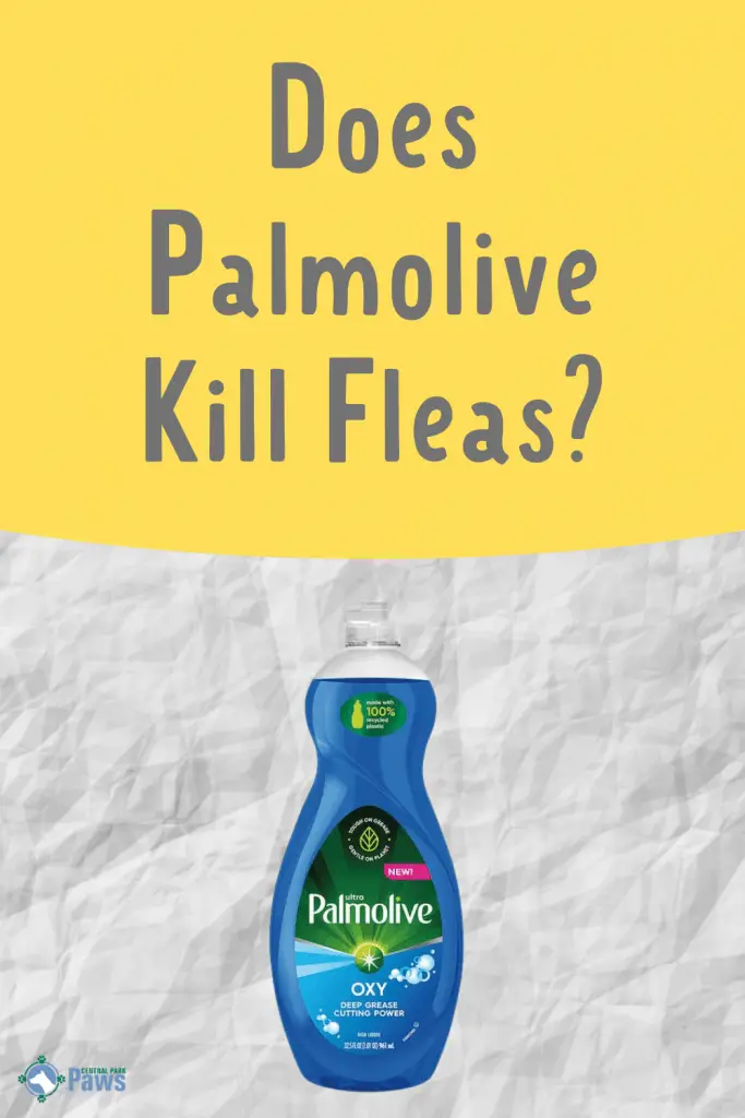 Does Palmolive Kill Fleas and Flea Eggs - Pinterest