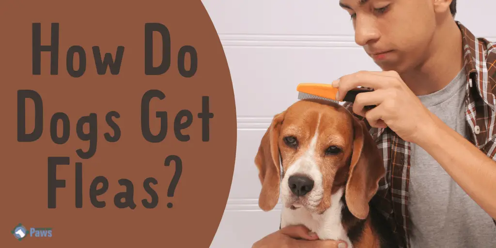 How Do Dogs Get Fleas and What to Do