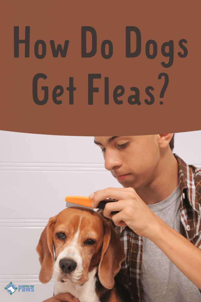 How Do Dogs Get Fleas and What to Do - Pinterest