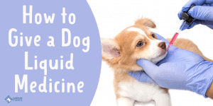 How to Give a Dog Liquid Medicine Easily