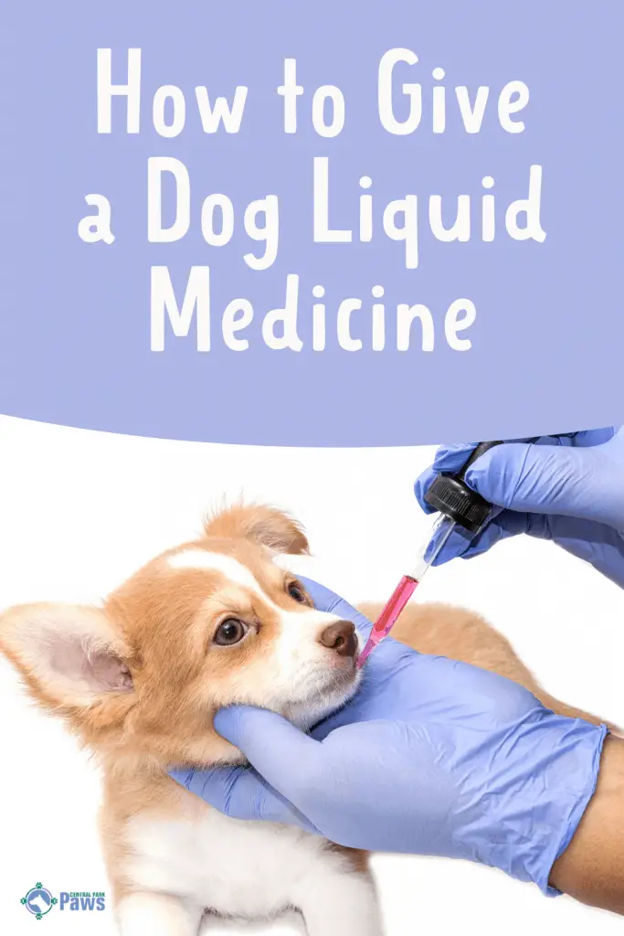 How to Give a Dog Liquid Medicine Easily at Home - Pinterest