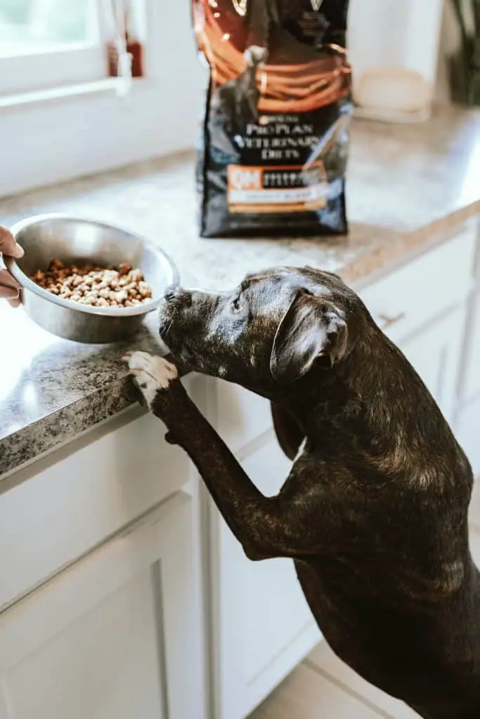 How to Store Dog Food Long Term