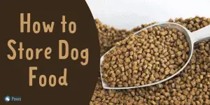 How to Store Dog Food Safely Long term and short term