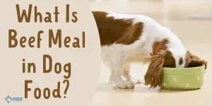 What Is Beef Meal in Dog Food