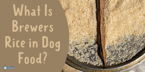 What Is Brewer's Rice in Dog Food