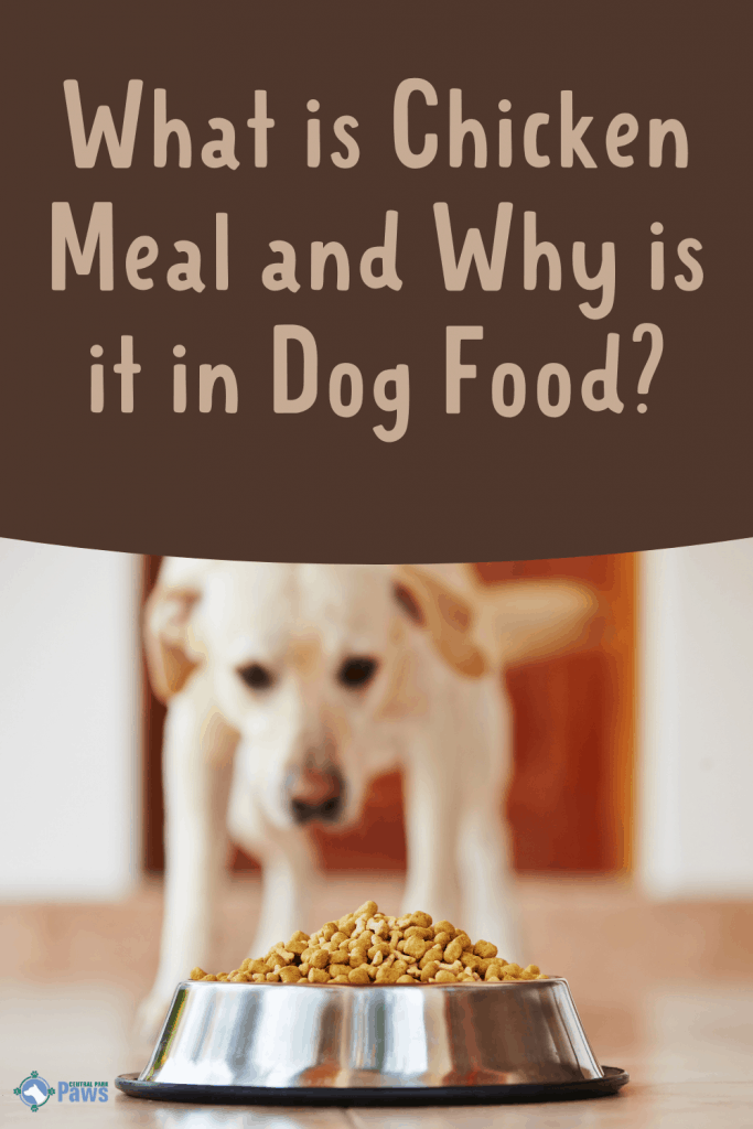 What Is Chicken Meal in Dog Food - Pinterest