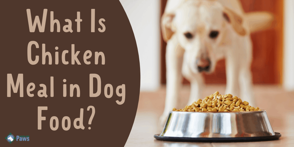 What Is Chicken Meal in Dog Food