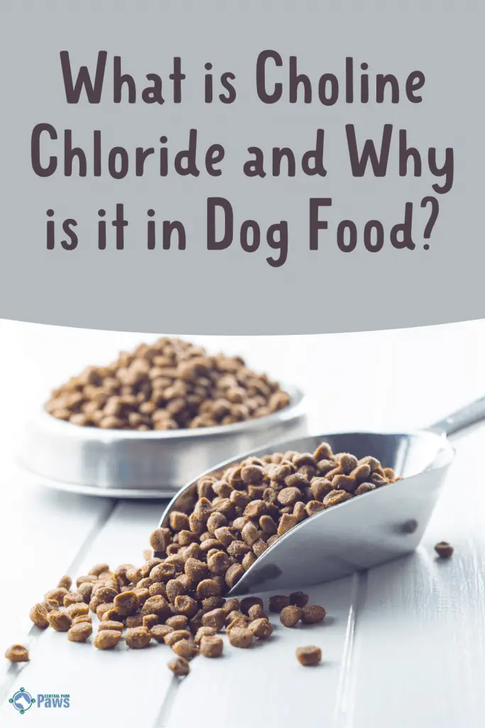 What Is Choline Chloride in Dog Food - Pinterest