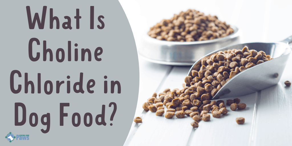 What Is Choline Chloride in Dog Food