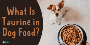 What Is Taurine in Dog Food