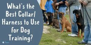 What’s the Best Collar or Harness to Use for Dog Training