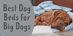 Best Dog Beds for Large Dogs