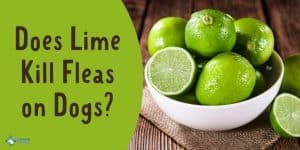 Does Lime Kill Fleas on Dogs