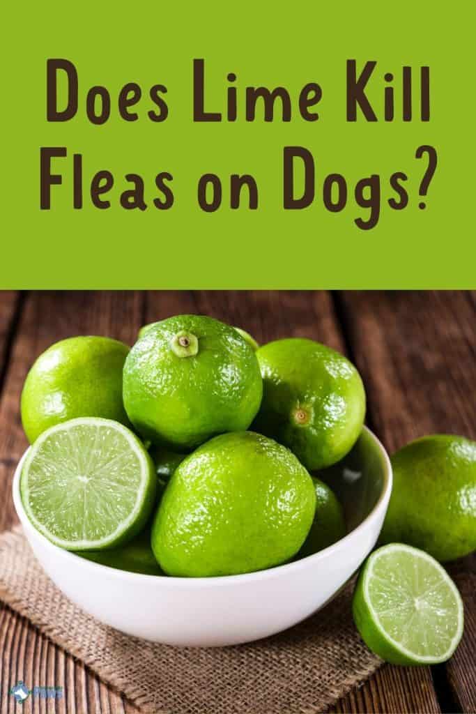 Does Lime Kill Fleas on Dogs - Pinterest