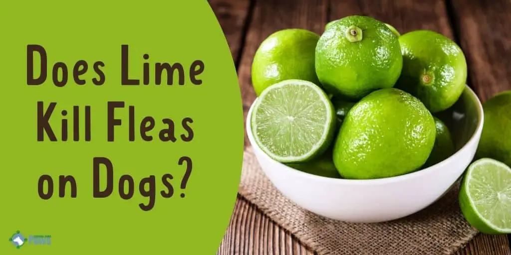 is garden lime poisonous to dogs