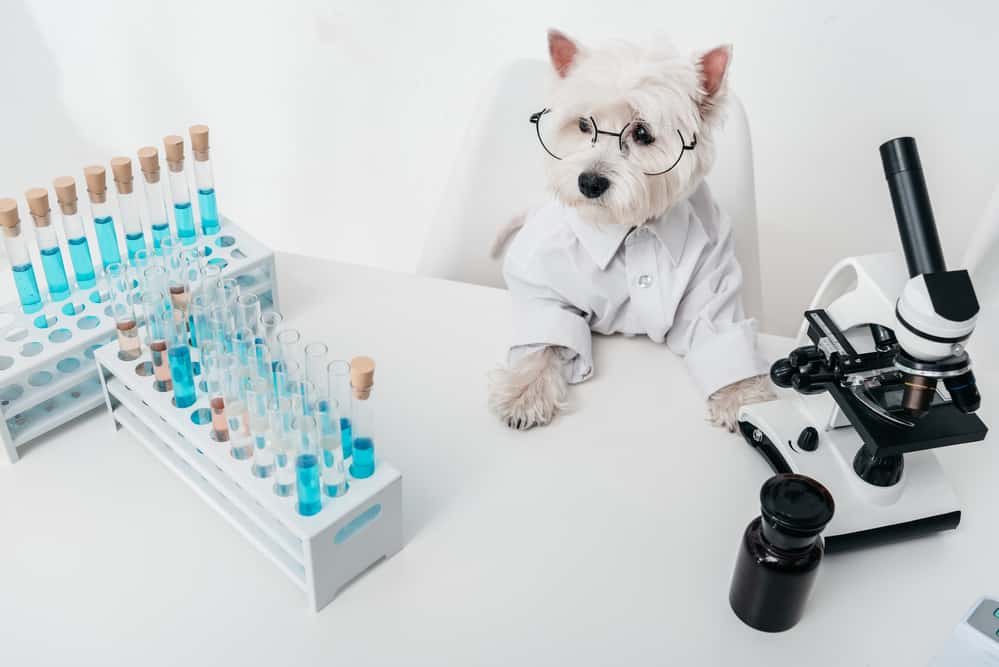 Does peroxide kill fleas safe for dogs how to use