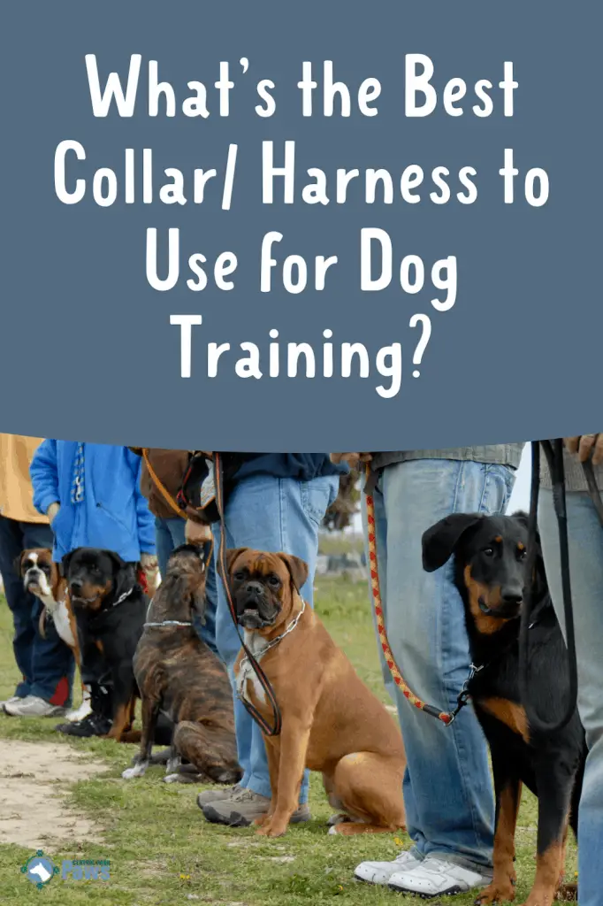 What’s the Best Collar or Harness to Use When Training My Dog