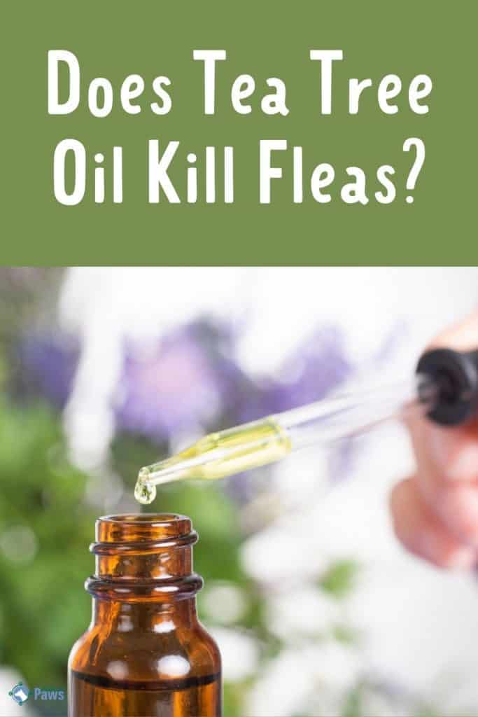 Does Tea Tree Oil Kill Fleas on Dogs - Pinterest