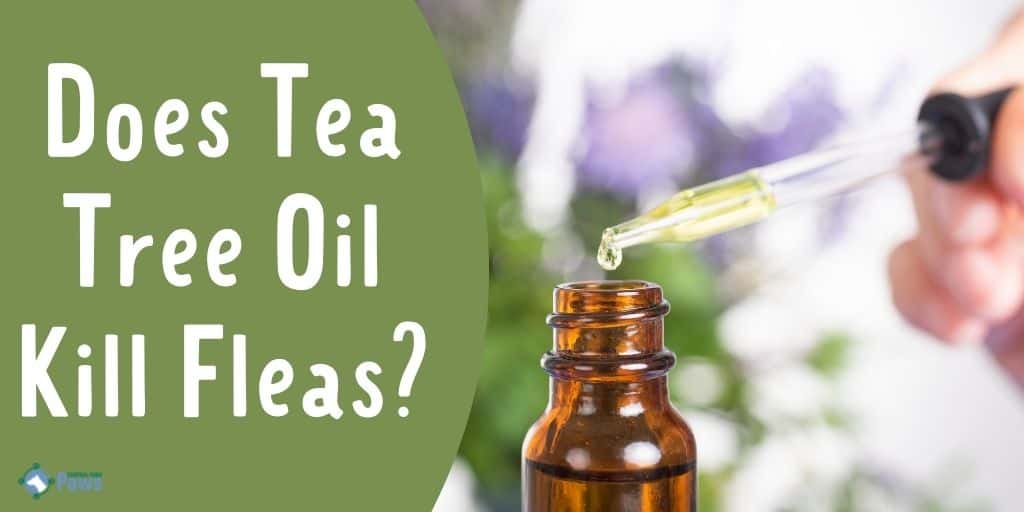 Does Tea Tree Oil Kill Fleas on Dogs