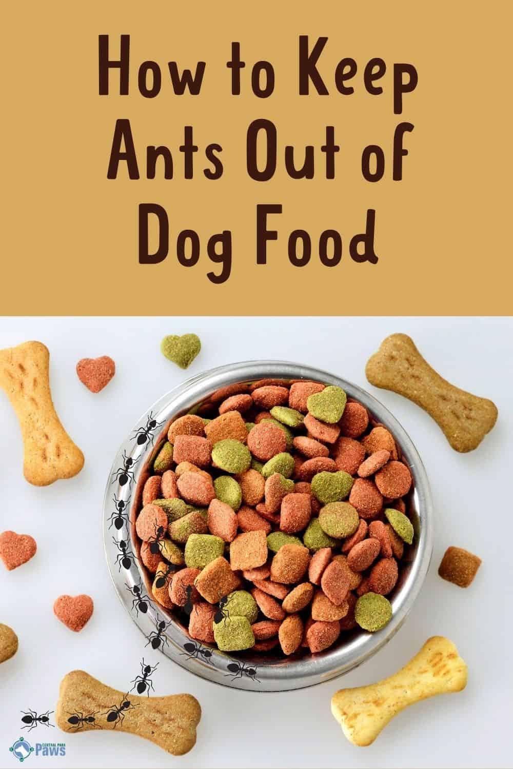 How To Get Ants Out Of Pet Food And Keep Them Out