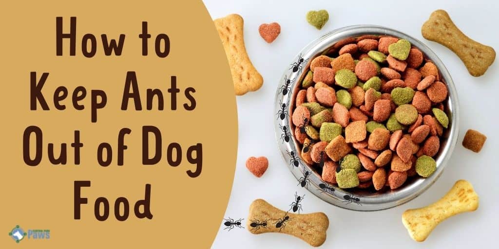 How to Keep Ants Out of Dog Food Easily