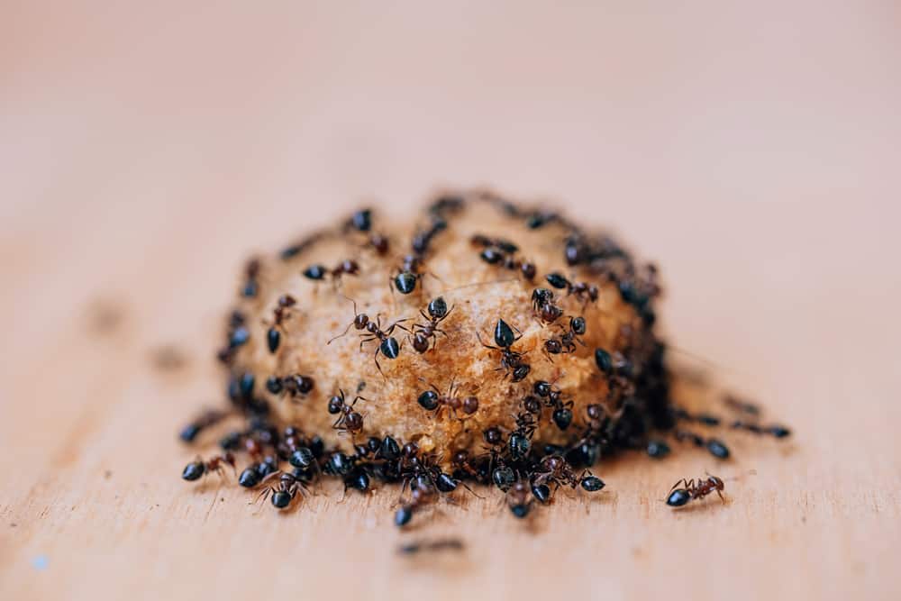 Will ants in dog food hurt the dog?