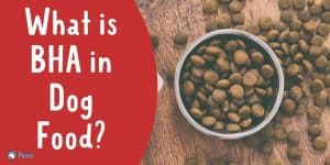 What is BHA in Dog Food and Treats - Is it Safe for Dogs?