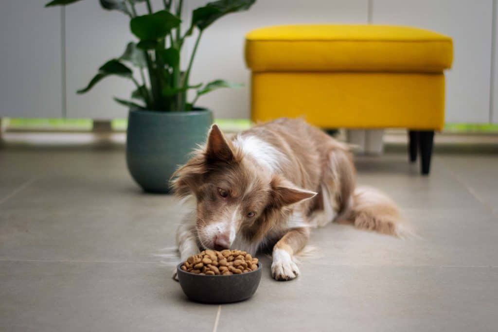 Choline Chloride in Dog Food