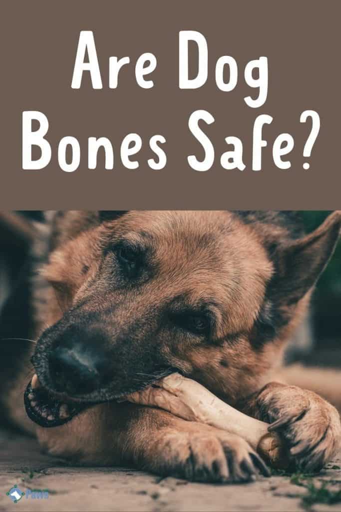 Are Dog Bones Safe - Are They Good for Dogs (Pinterest Pin (1000 × 1500))