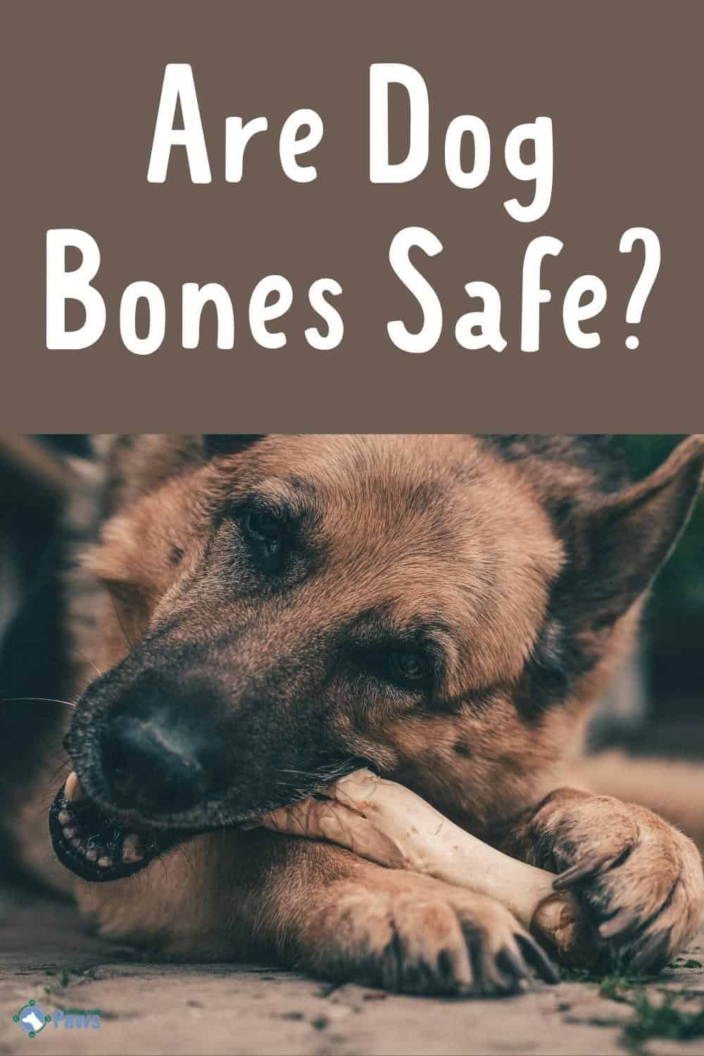 Are Dog Bones Safe? What Kinds Of Bones Are Safe For Dogs?