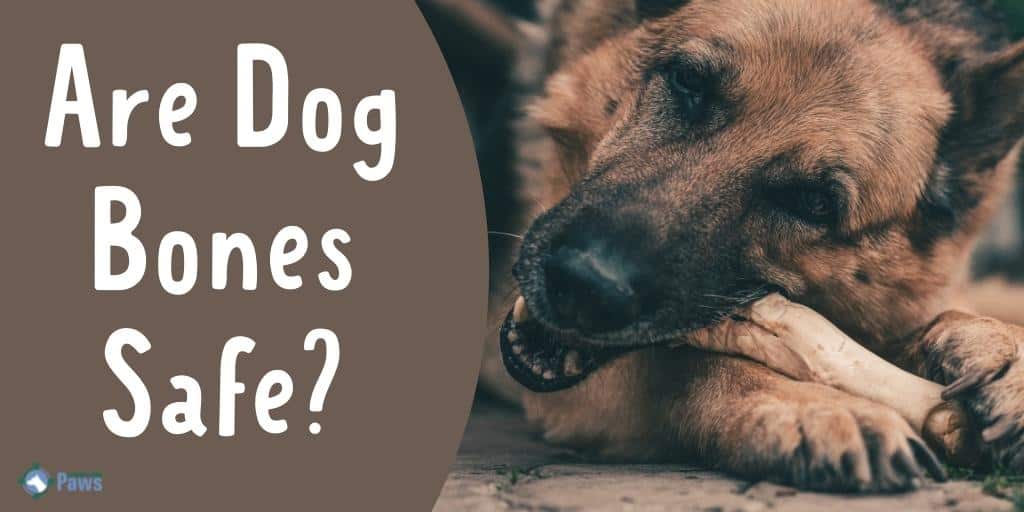 Are Dog Bones Safe - Are They Good for Dogs