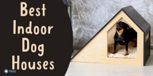 Best Indoor Dog Houses for Small Dogs