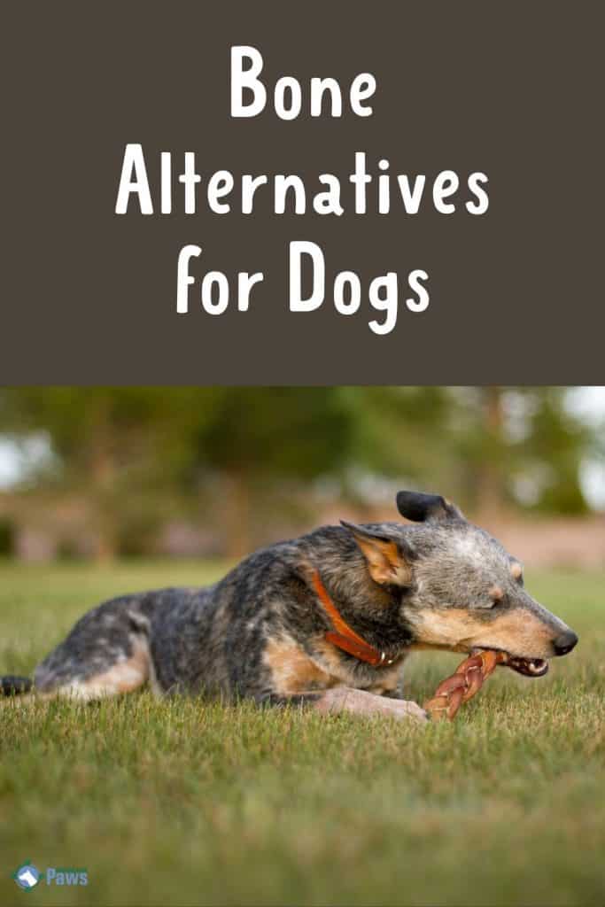 Bone Alternatives Top 10 Alternatives to Bones for Light to Aggressive Chewers - Pinterest Pin