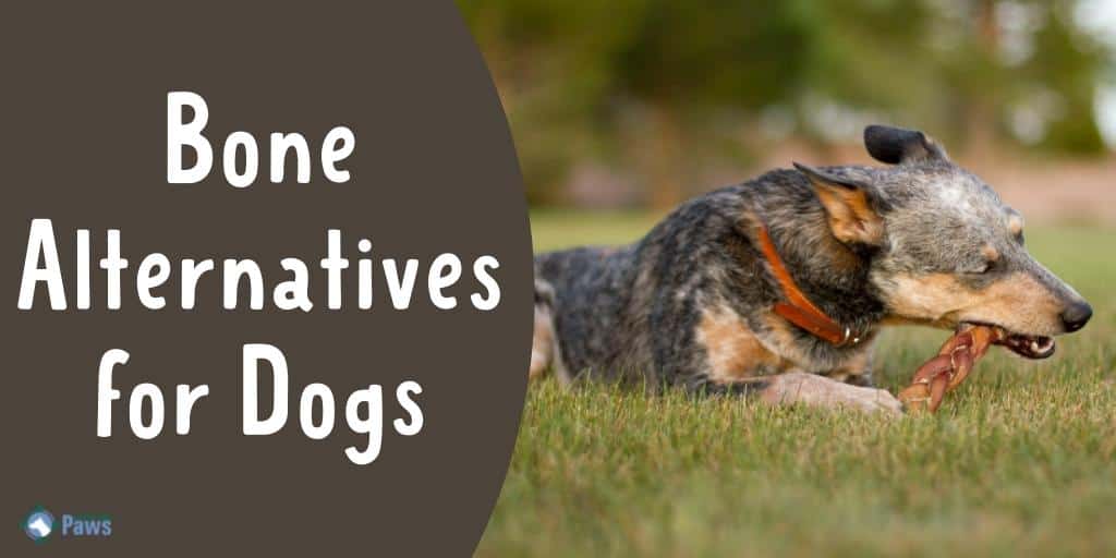 Bone Alternatives Top 10 Alternatives to Bones for Light to Aggressive Chewers