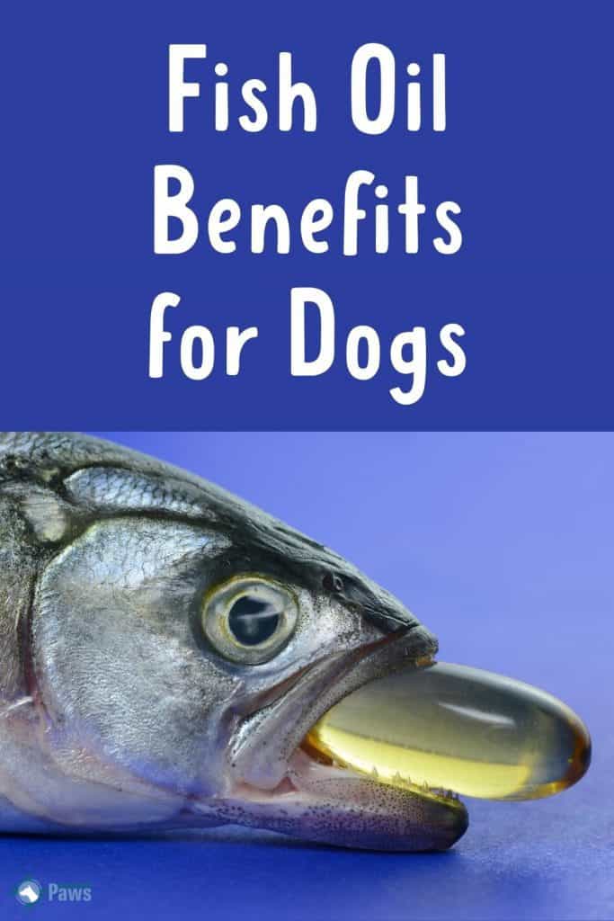 Fish Oil Benefits for Dogs - Pinterest Pin