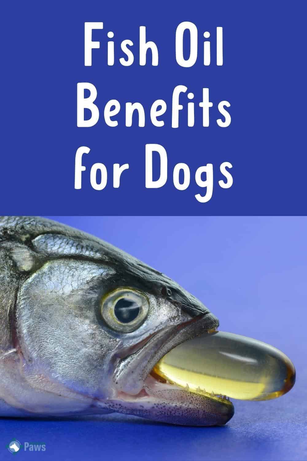 Fish Oil Benefits For Dogs Should Your Dog Take These Omega 3