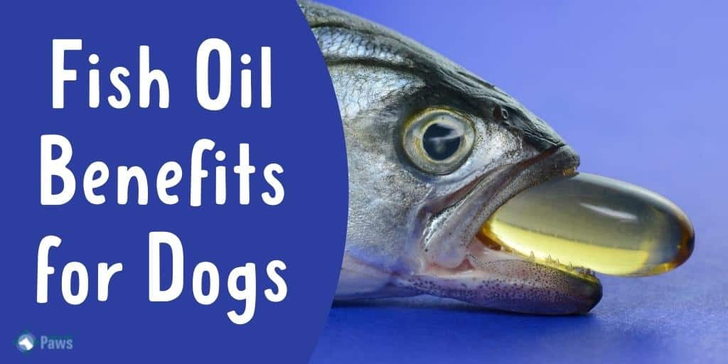 Fish Oil Benefits for Dogs