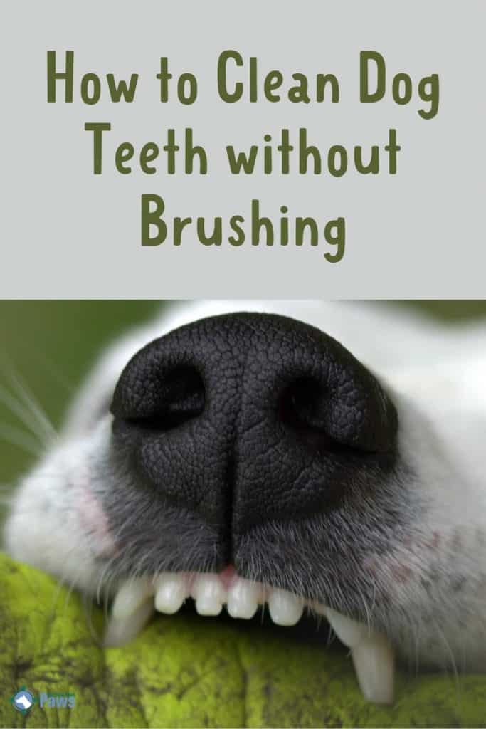 How to Clean Dog Teeth without Brushing - Pinterest Pin