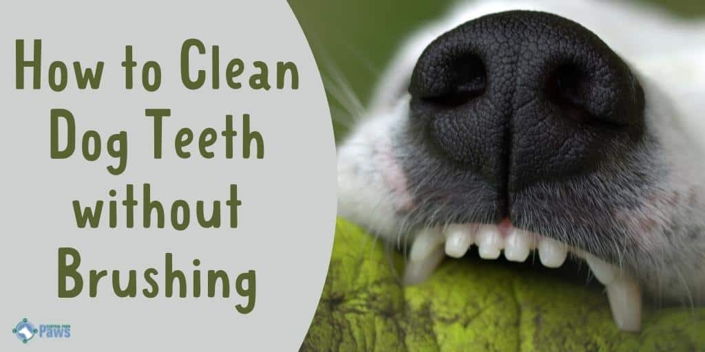 How to Clean Dog Teeth without Brushing