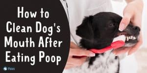 How to Clean Dog's Mouth After Eating Poop