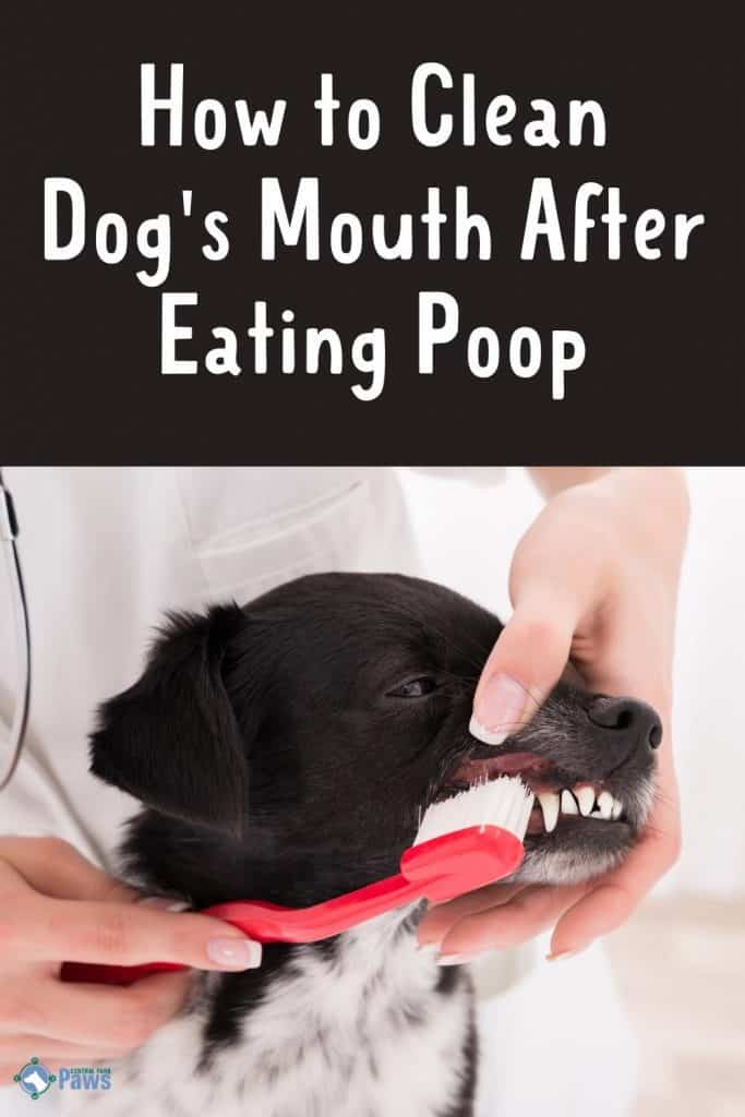 How to Clean Dog's Mouth After Eating Poop (Pinterest Pin)