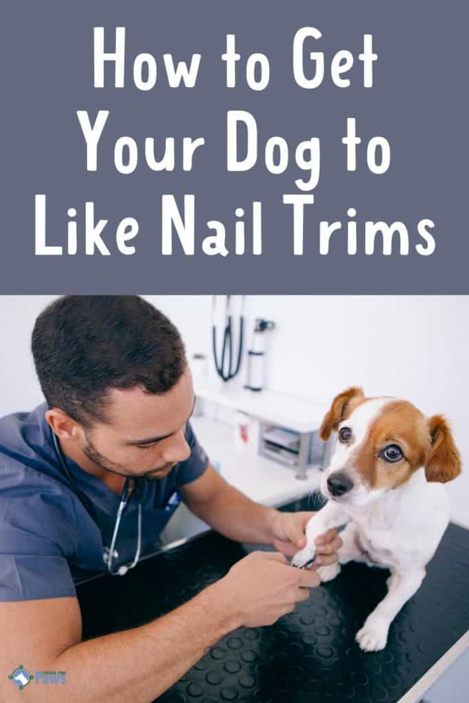 How to Get Your Dog to Like Nail Trims - Pinterest Pin
