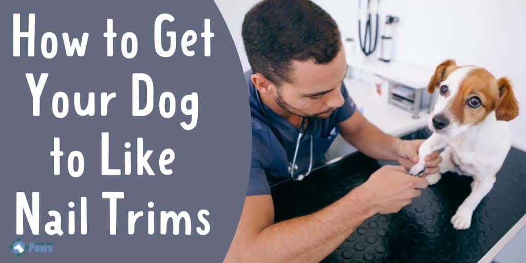 How to Get Your Dog to Like Nail Trims