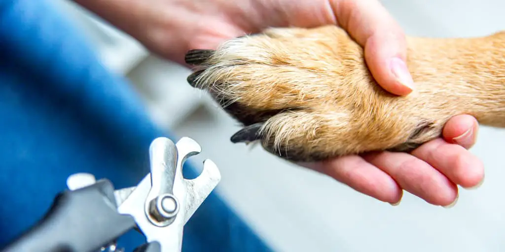 Tips to Help with Dog Nail Trimming