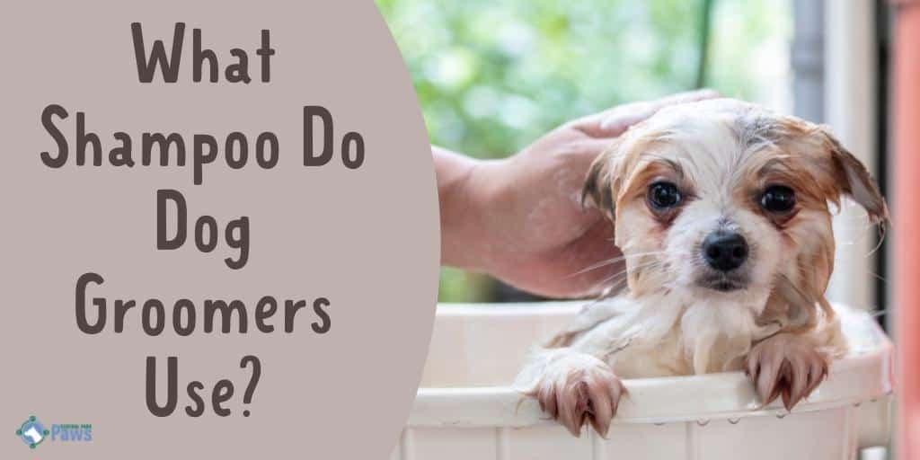 Shampoo dog groomers use cheap