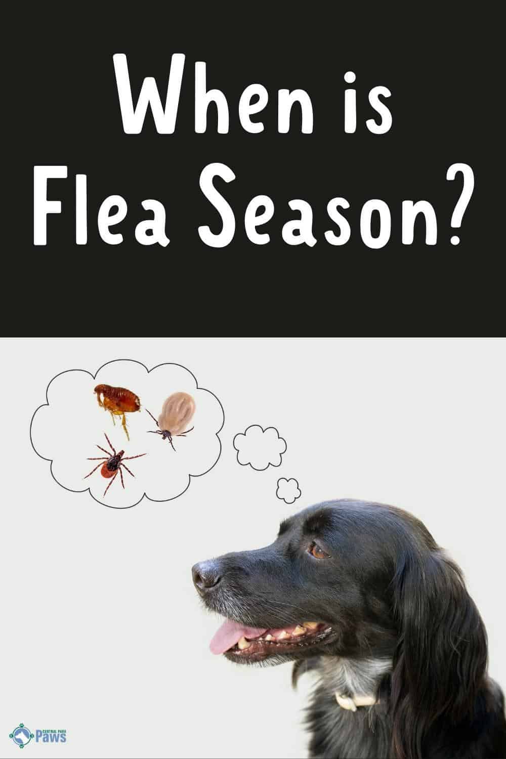 When Is Flea Season? State By State Breakdown Of When Fleas Flourish