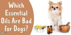 Which Essential Oils Are Bad for Dogs - Unsafe Oils